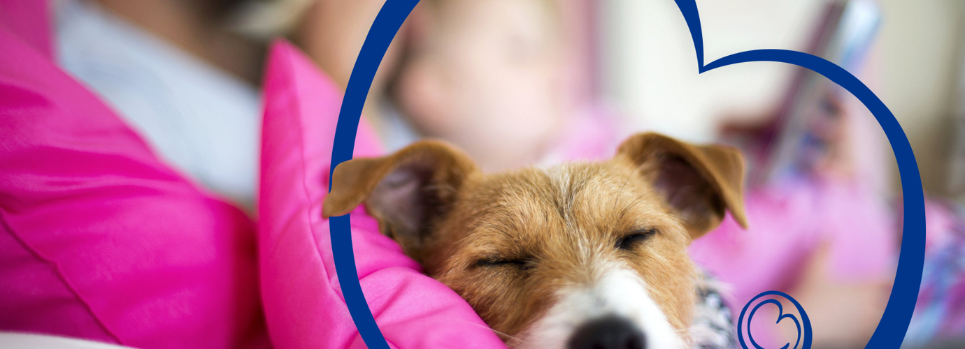¿Qué hacer cuando llega un cachorro a casa?