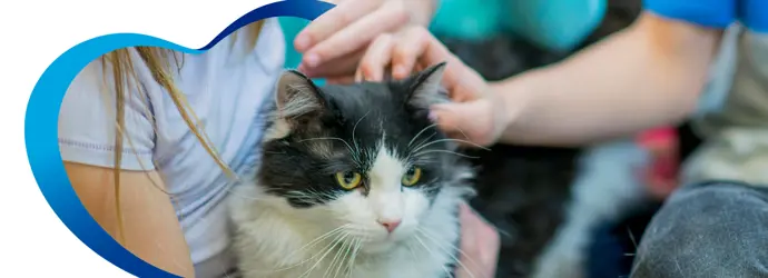 Cómo lidiar con la alergia a gatos y perros