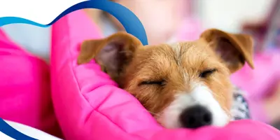 ¿Qué hacer cuando llega un cachorro a casa?