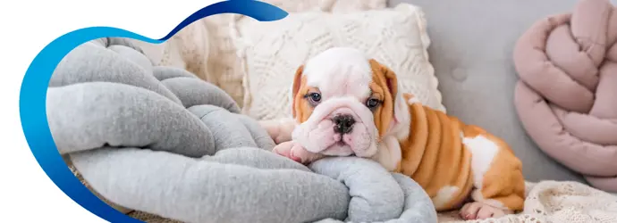 Consejos para mantener una casa con mascotas limpias