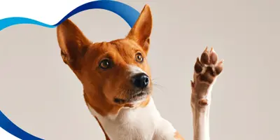 Consejos para cuidar la higiene de tu mascota después de un paseo