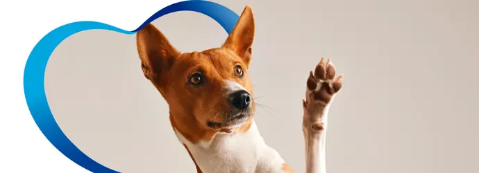 Consejos para cuidar la higiene de tu mascota después de un paseo