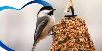 ¿Cómo hacer un comedero para aves con tubos de papel higiénico?