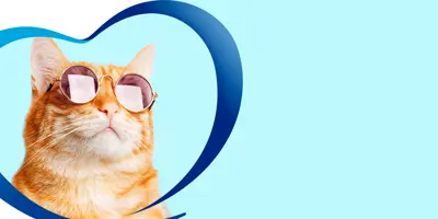 ¿Cómo limpiar a tu gato en 3 pasos sin bañarlo?