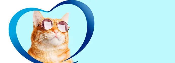 ¿Cómo limpiar a tu gato en 3 pasos sin bañarlo?